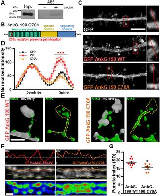 Palmitoylation controls the stability of 190 kDa ankyrin-G in dendritic spines and is regulated by ZDHHC8 and lithium